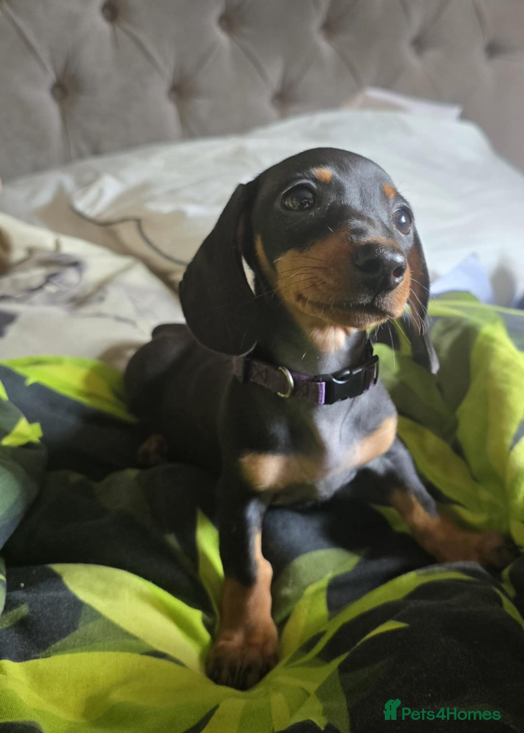 Miniature Dachshund dogs for sale: Miniature dachshunds  - Image 1