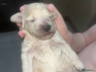 Cockapoo dogs Toy cockapoo - Advert 7