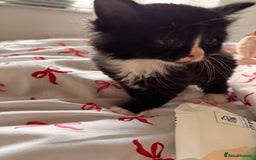 Domestic Shorthair cats for sale: 5x kittens  - Image 3