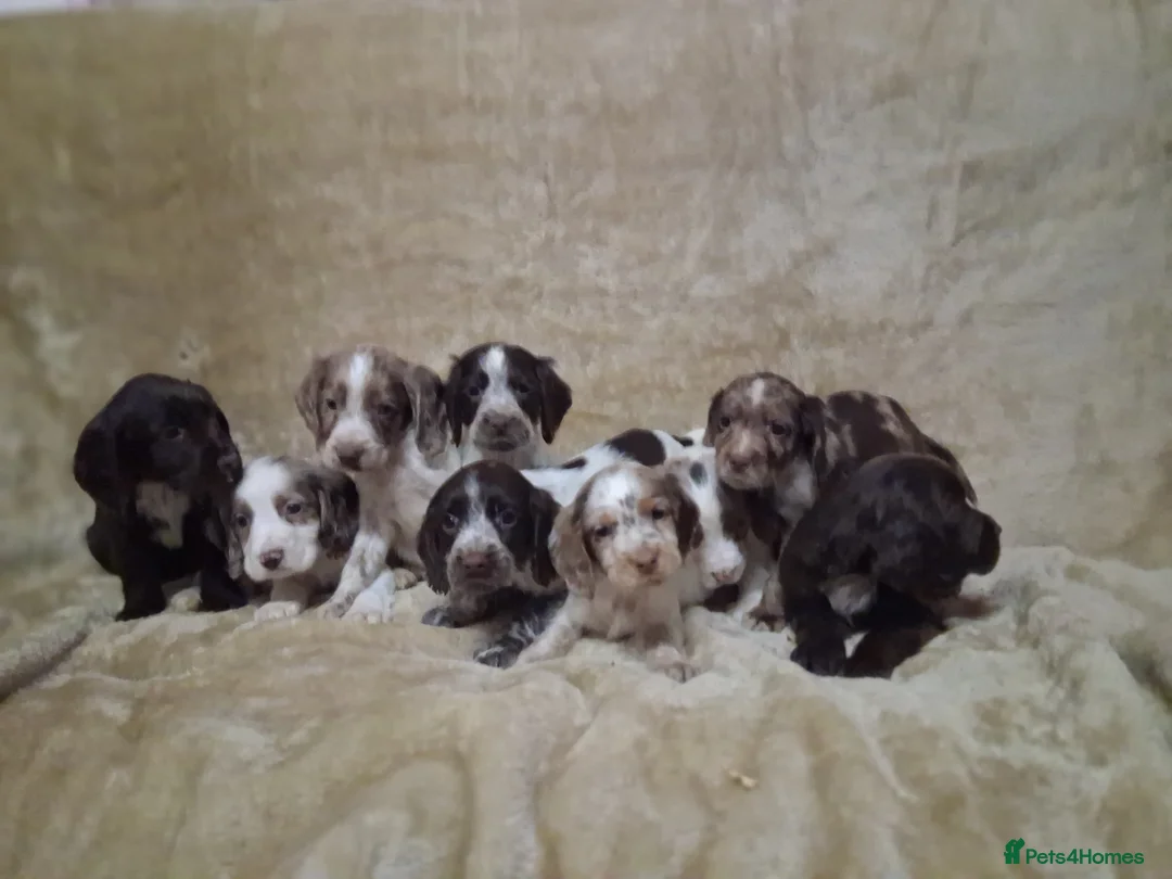 Cocker Spaniel dogs for sale: Cocker spaniel puppies - Advert 1