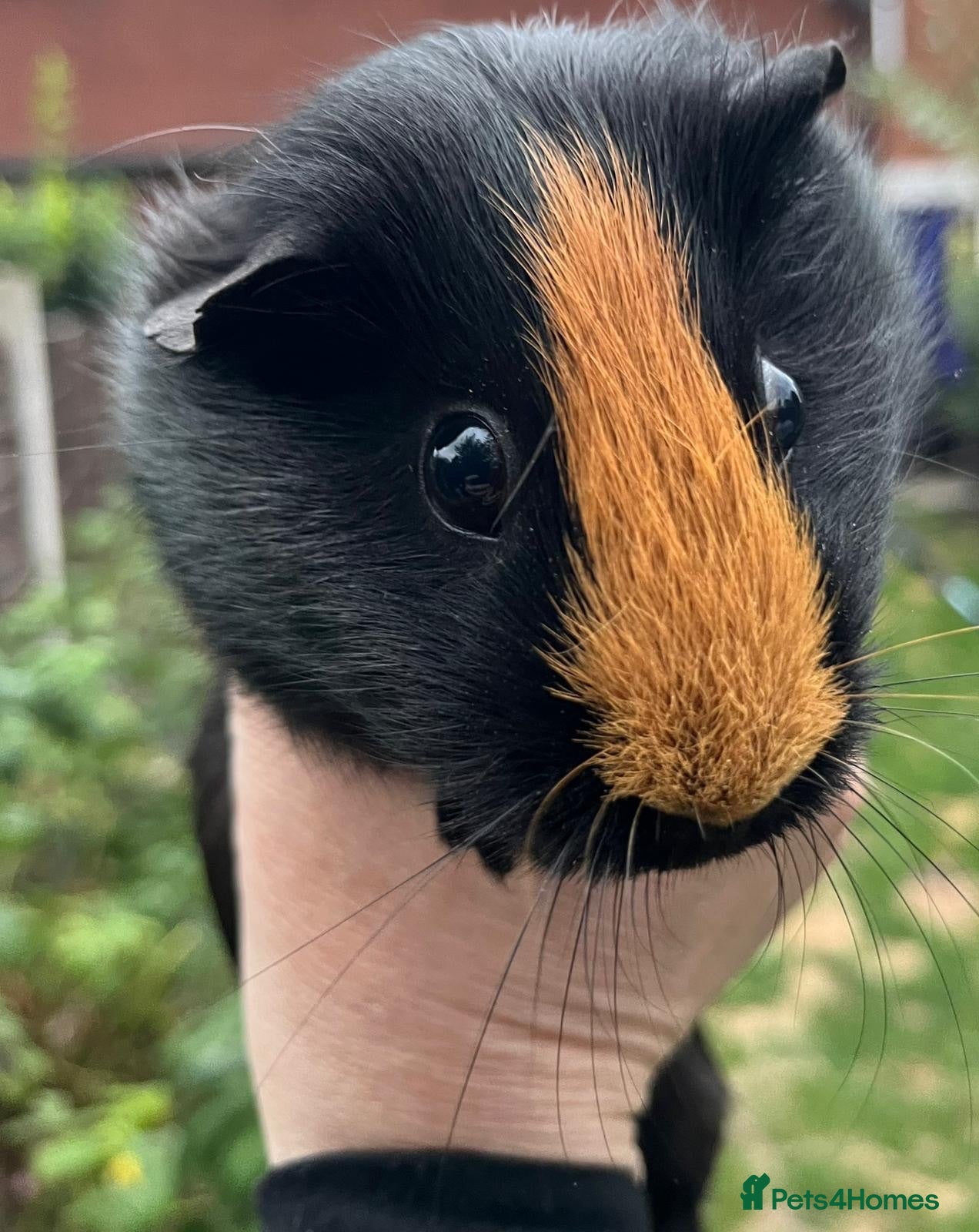 Guinea Pig rodents Female Guinea Pig for sale  - Advert 1
