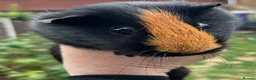 Guinea Pig rodents for sale: Female Guinea Pig for sale  - Advert 1