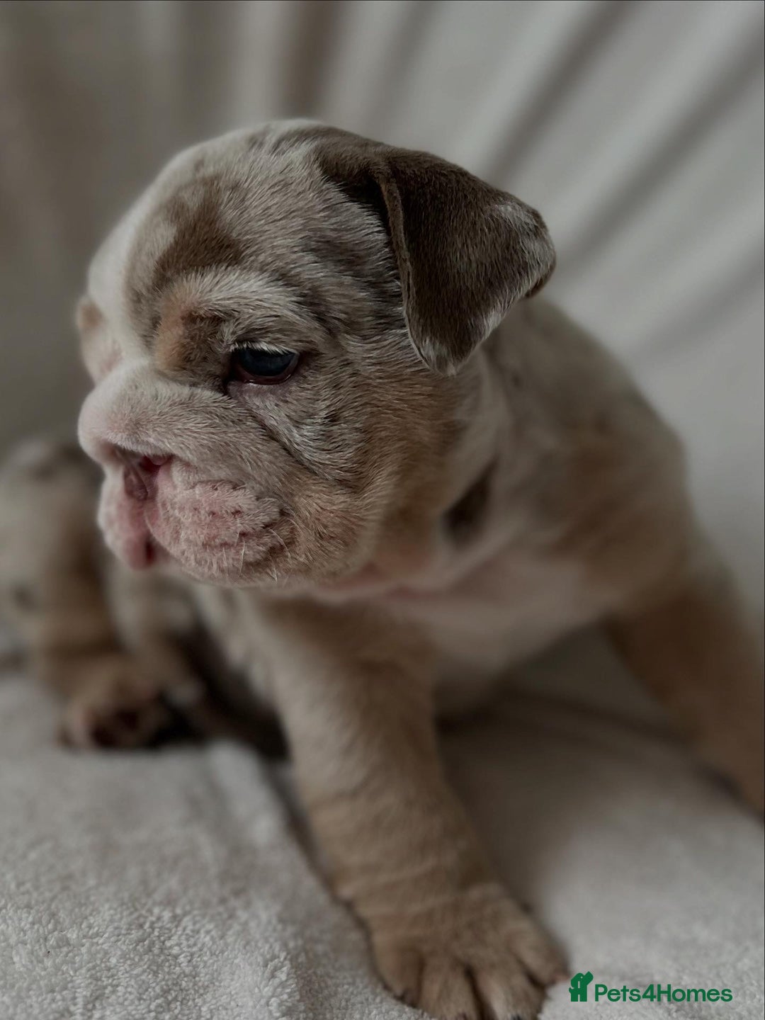 English Bulldog dogs for sale: LAST BOY ENGLISH BULLDOG PUP in South Ockendon - Image 15