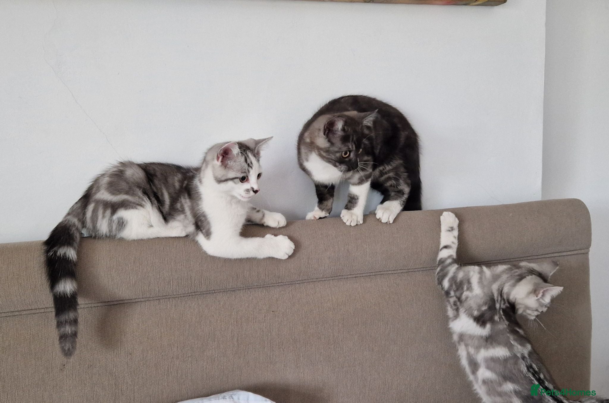 British Shorthair cats Lovely kittens - Advert 1