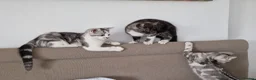British Shorthair cats for sale: Lovely kittens - Advert 1