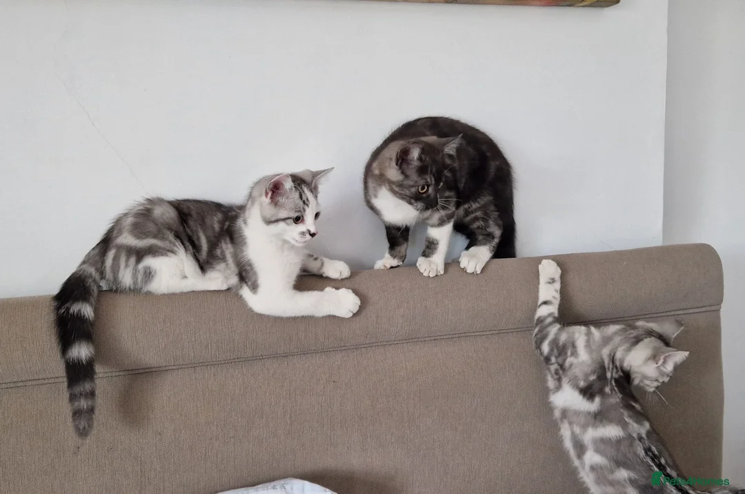 British Shorthair cats for sale: Lovely kittens - Advert 1