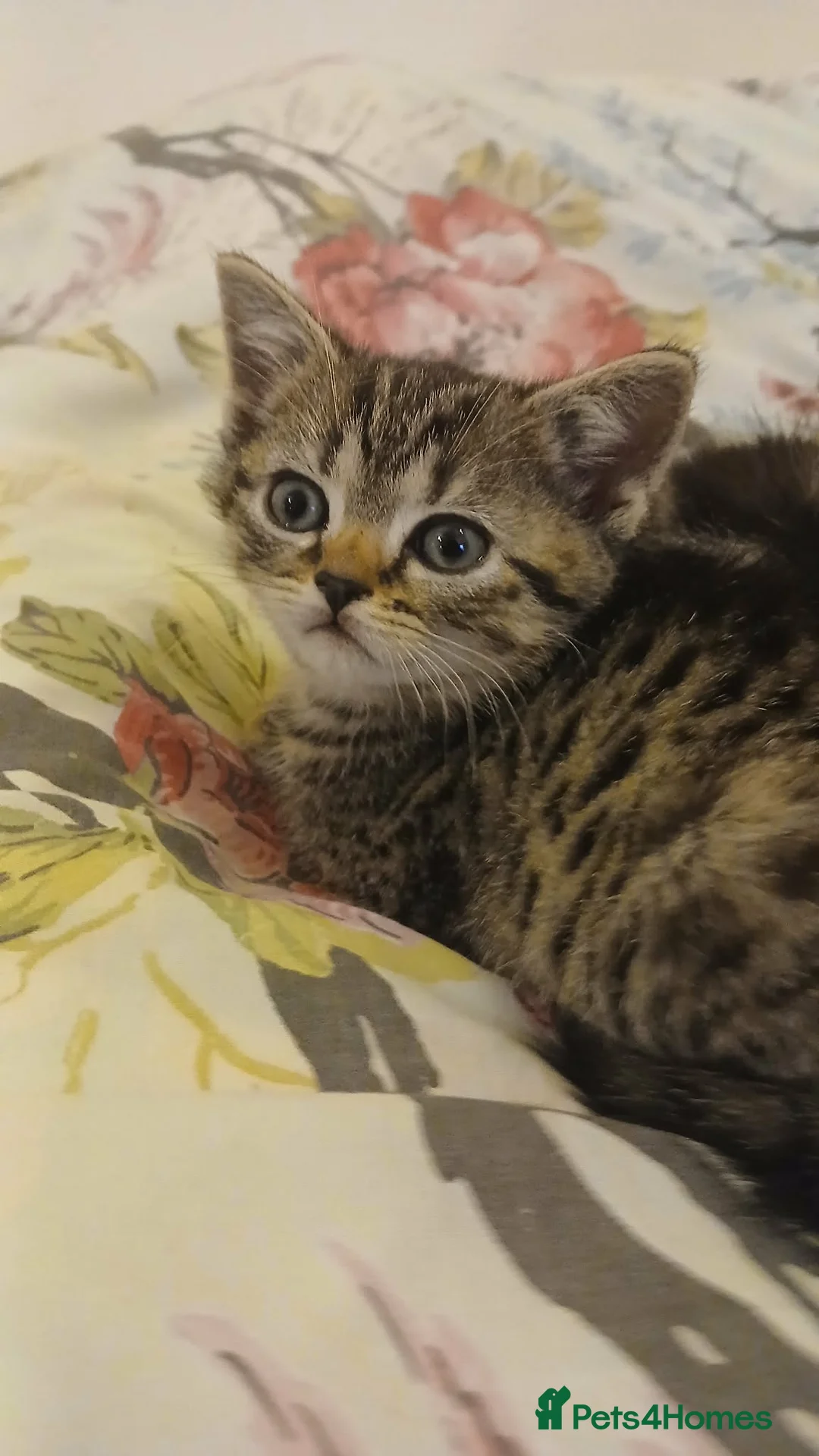 Mixed Breed cats for sale: Kittens is ready for new homes . - Advert 6