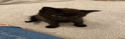 Mixed Breed cats for sale: 3 cats  in Boston - Advert 11