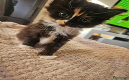 Mixed Breed cats for sale: 3 kittens for sale  - Image 2