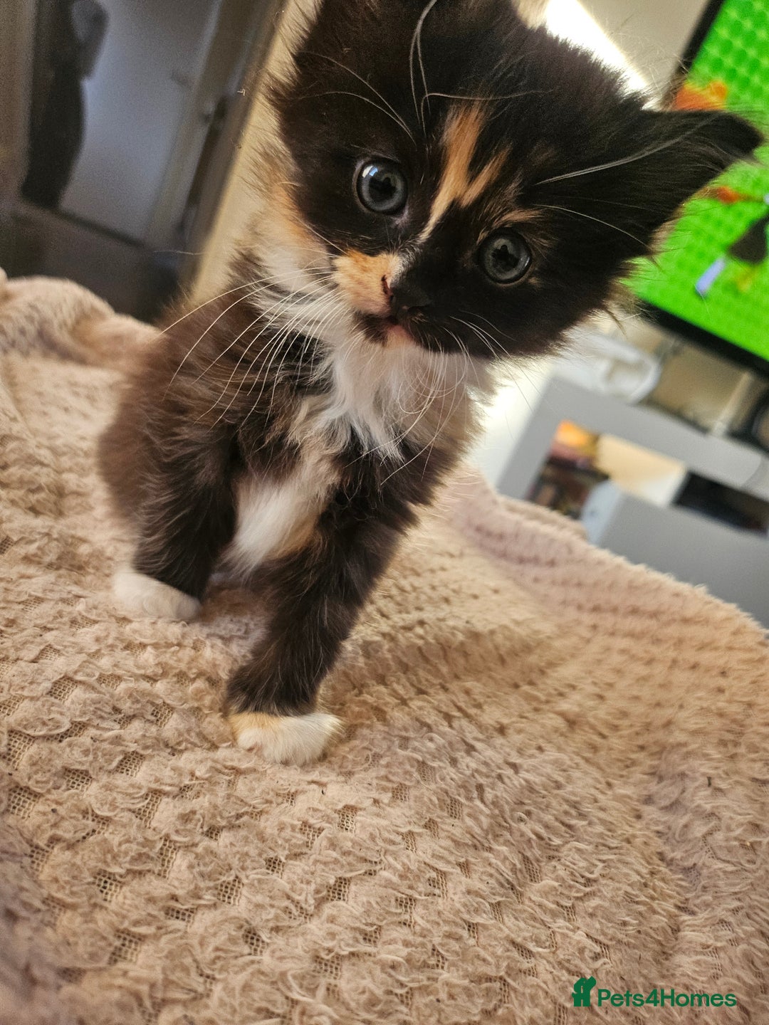 Mixed Breed cats for sale: 3 kittens for sale  - Image 2