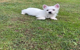 West Highland Terrier dogs for sale: Beautiful westie pups  - Image 4