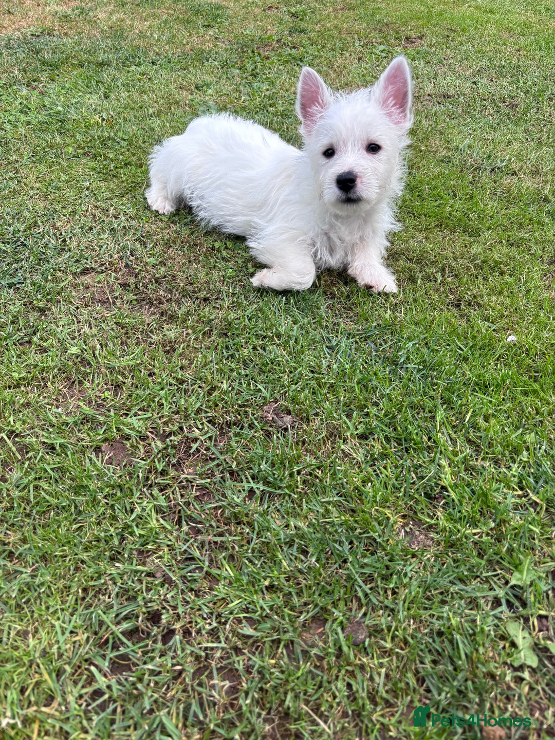 West Highland Terrier dogs for sale: Beautiful westie pups  - Image 4