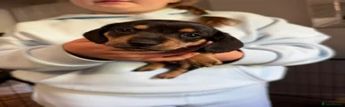 Miniature Dachshund 4