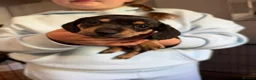 Miniature Dachshund dogs for sale: MINIATURE DACHSHUND PUPPIES 3 BOYS & 5 GIRLS 🐾 in Liverpool - Advert 19