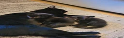 Mixed Breed cats for sale: Gorgeous litter of 6 kittens - Advert 7