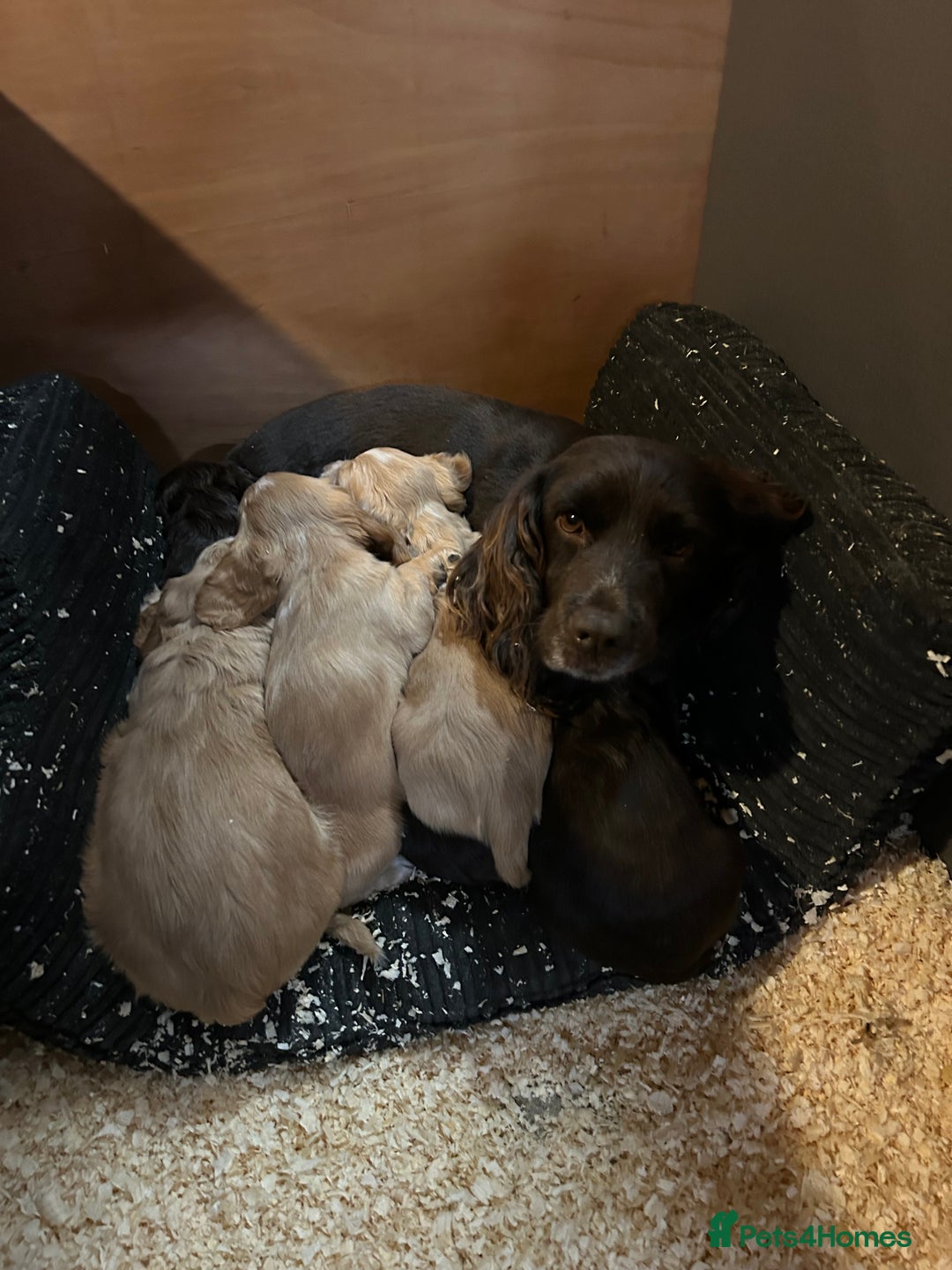 Cocker Spaniel dogs for sale: Cocker spaniel puppies - Advert 10