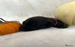 Patterjack dogs for sale: Patterdale x jackrussel  - Image 6