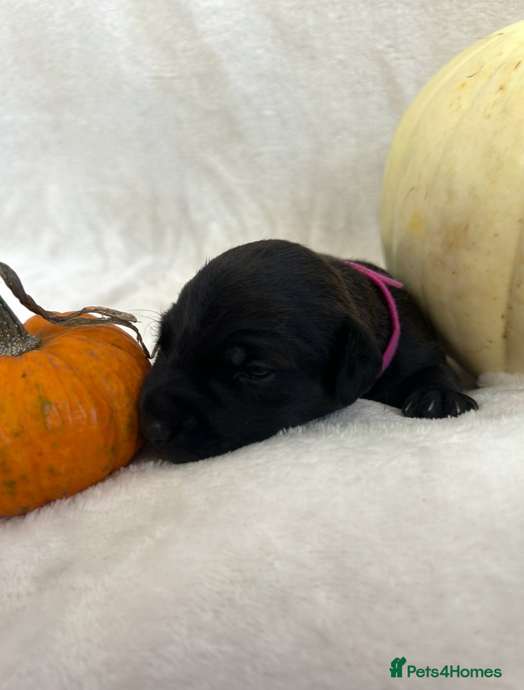 Patterjack dogs for sale: Patterdale x jackrussel  - Image 6