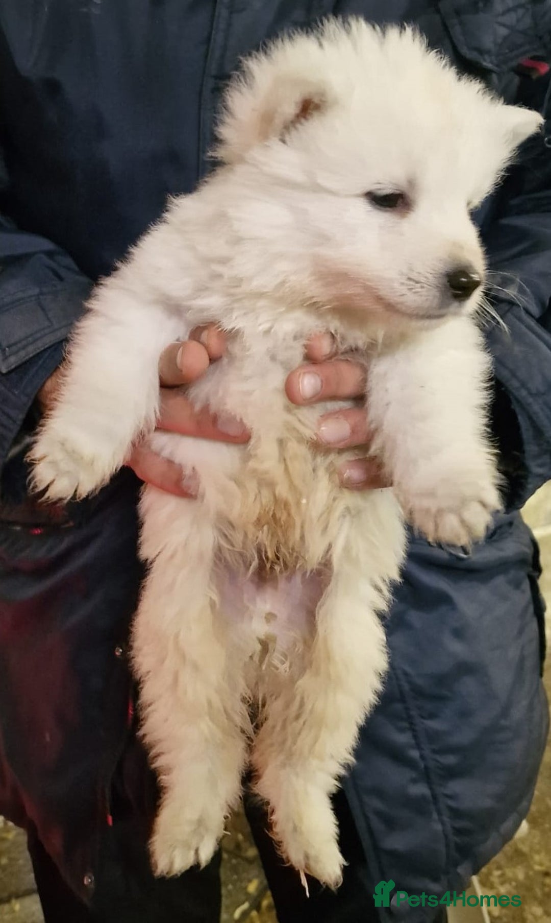 White Swiss Shepherd dogs for sale: ✨KC Reg Long Coat Swiss Shepherds– Champion Lines✨ - Advert 10