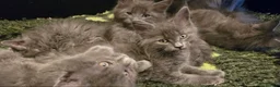 Maine Coon cats for sale: GCCF Blue Maine Coon litter  - Advert 5