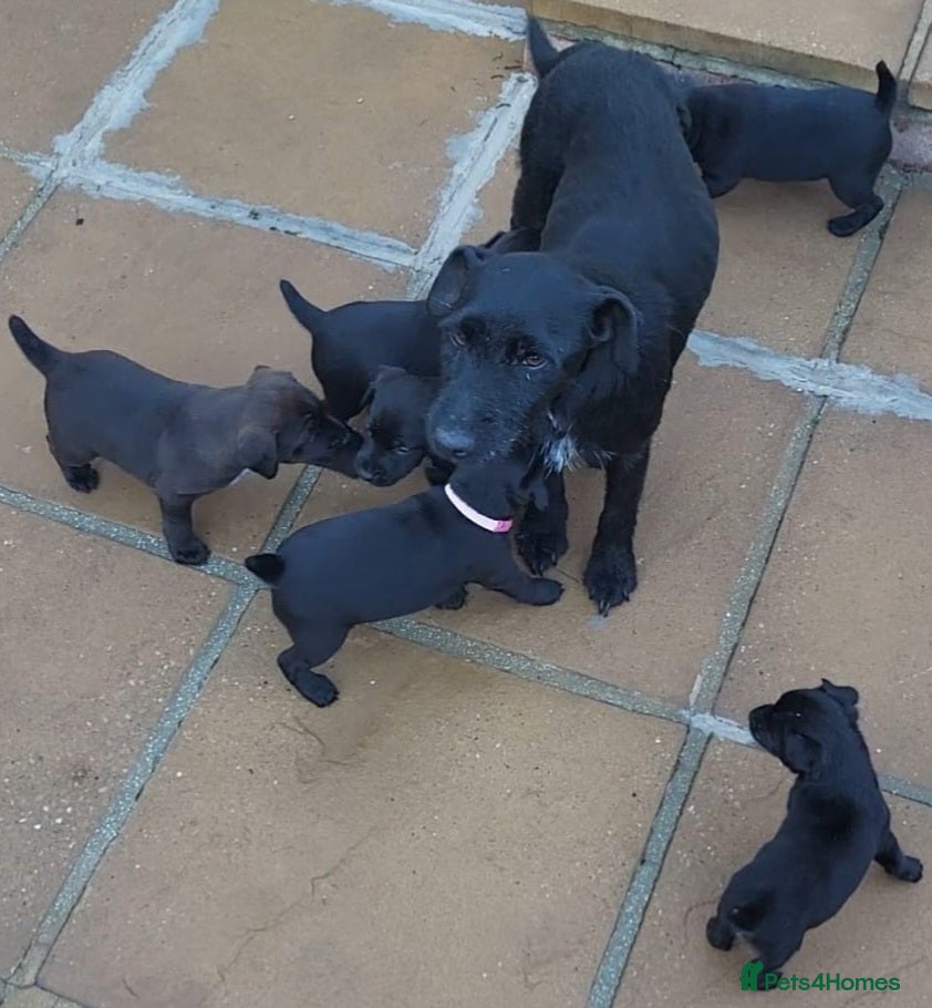 Patterdale Terrier dogs for sale: 4 left of a litter of 7 - Advert 11