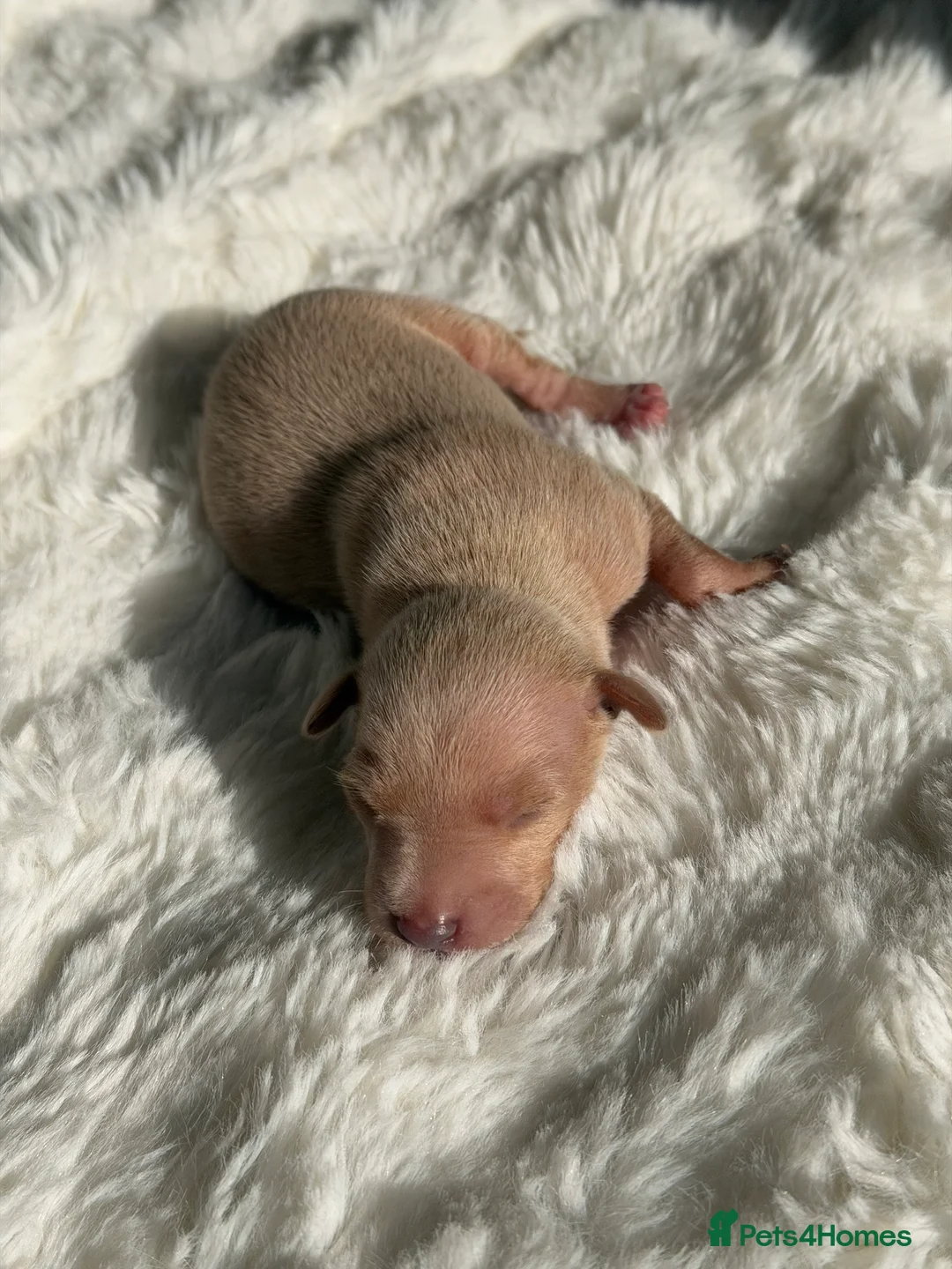 Italian Greyhound dogs for sale: Italian Greyhound puppies  in London - Advert 2