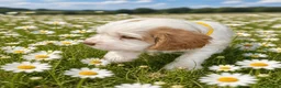 Clumber Spaniel dogs for sale: Dear little Clumber, female lemon and white - Advert 8