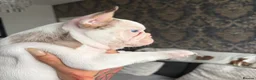 French Bulldog dogs for sale: FRENCH BULLDOG GIRLS - Advert 2