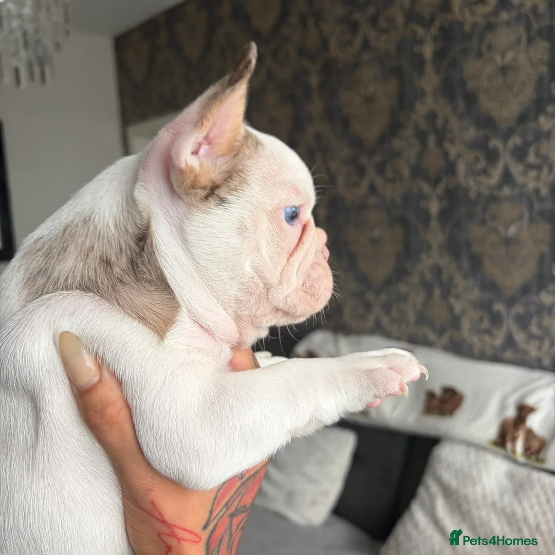 French Bulldog dogs for sale: FRENCH BULLDOG GIRLS - Advert 2
