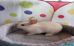 French Lop rabbits for sale: French lop mixed baby rabbits ready to go - Image 12