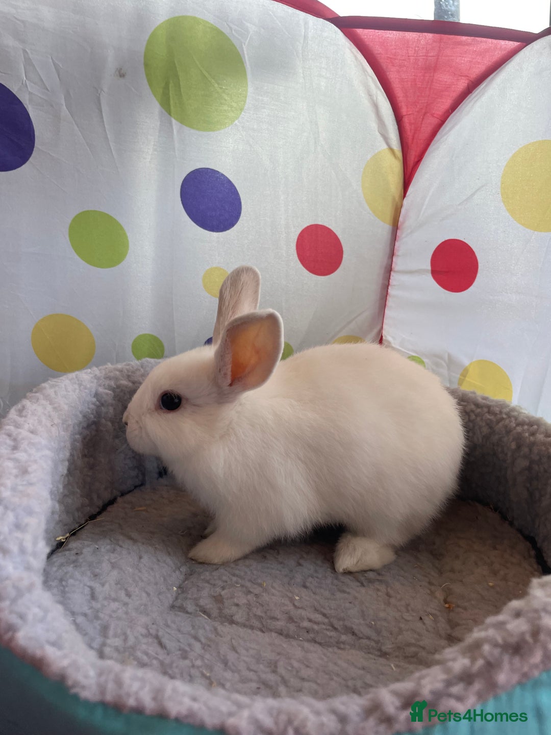 French Lop rabbits for sale: French lop mixed baby rabbits ready to go - Image 12