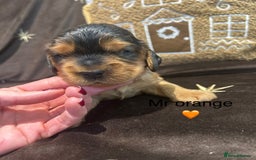 Cockalier dogs for sale: Adorable cockalier puppies 💙🩵💜❤️🩷 - Advert 14