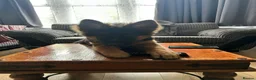 German Shepherd dogs for sale: Gsd puppy - Advert 3