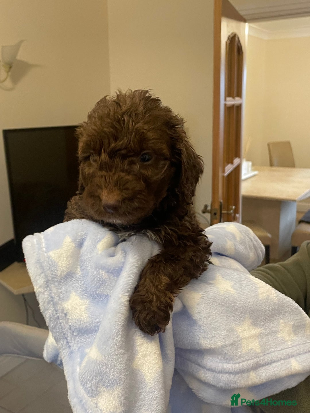 Cockapoo dogs for sale: 🐾 Beautiful Cockapoo Puppies for Sale 🐾 - Advert 4