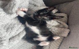 Mixed Breed cats for sale: 2 female kittens 1 male kitten for sale  - Image 16