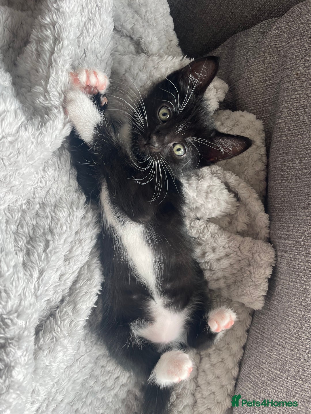 Mixed Breed cats for sale: 2 female kittens 1 male kitten for sale  - Image 16