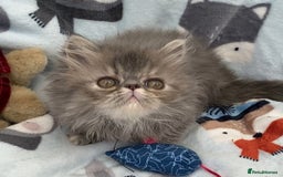 Persian cats for sale: Persian Kittens GCCF registered  - Image 4