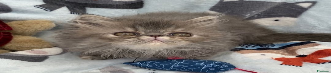 Persian Kitten 2 Electra