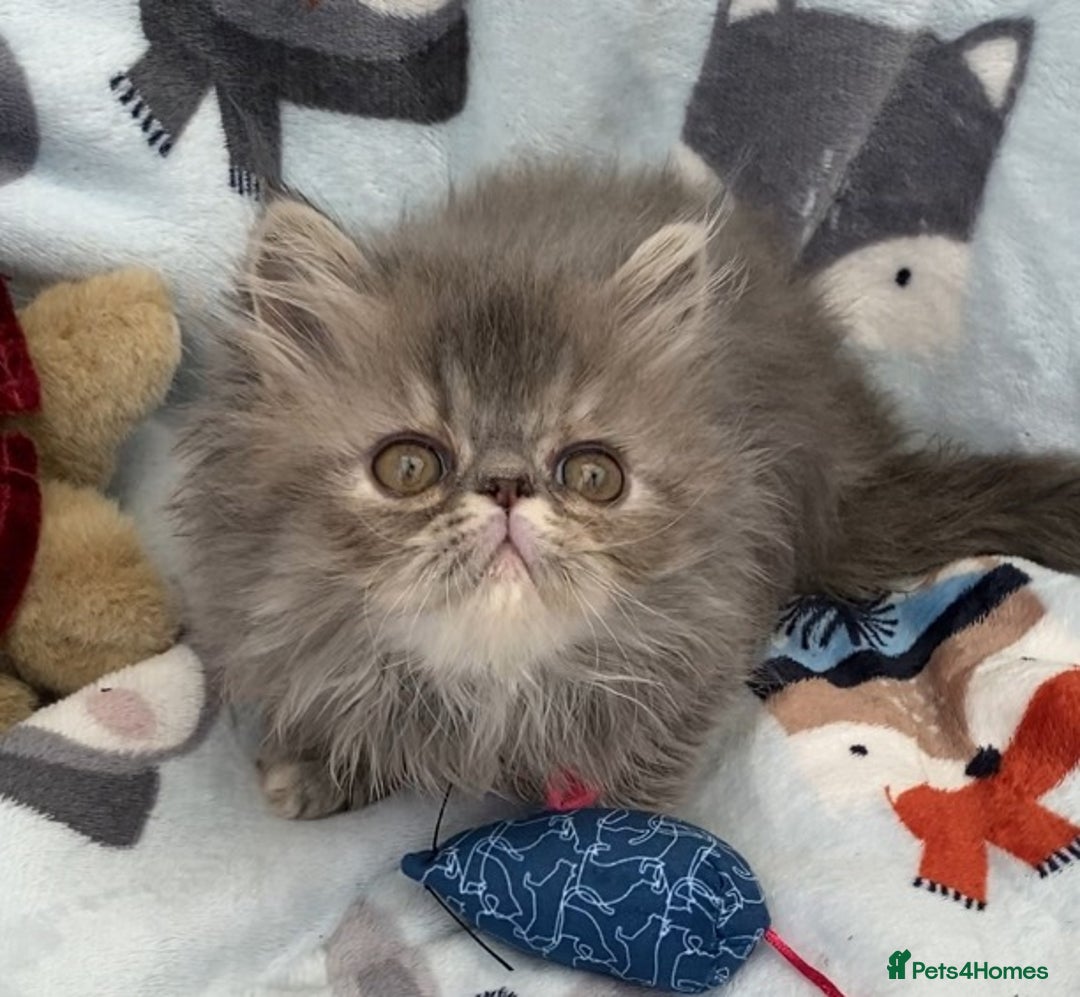 Persian cats for sale: Persian Kittens GCCF registered  - Image 4