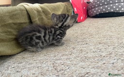 Munchkin cats for sale: Munchkin kittens for sale - Image 2
