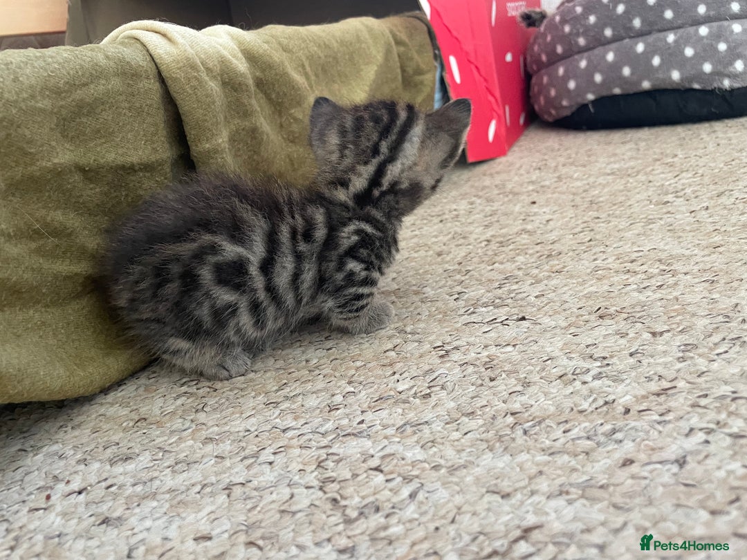 Munchkin cats for sale: Munchkin kittens for sale - Image 2