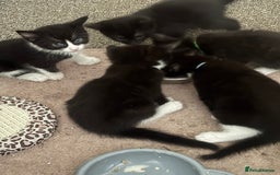 British Shorthair cats for sale: X4 male British shorthair X kittens - Image 1