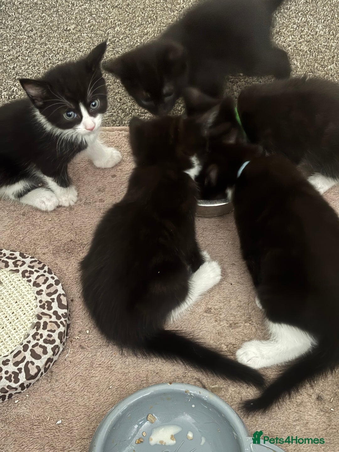 British Shorthair cats for sale: X4 male British shorthair X kittens - Image 1
