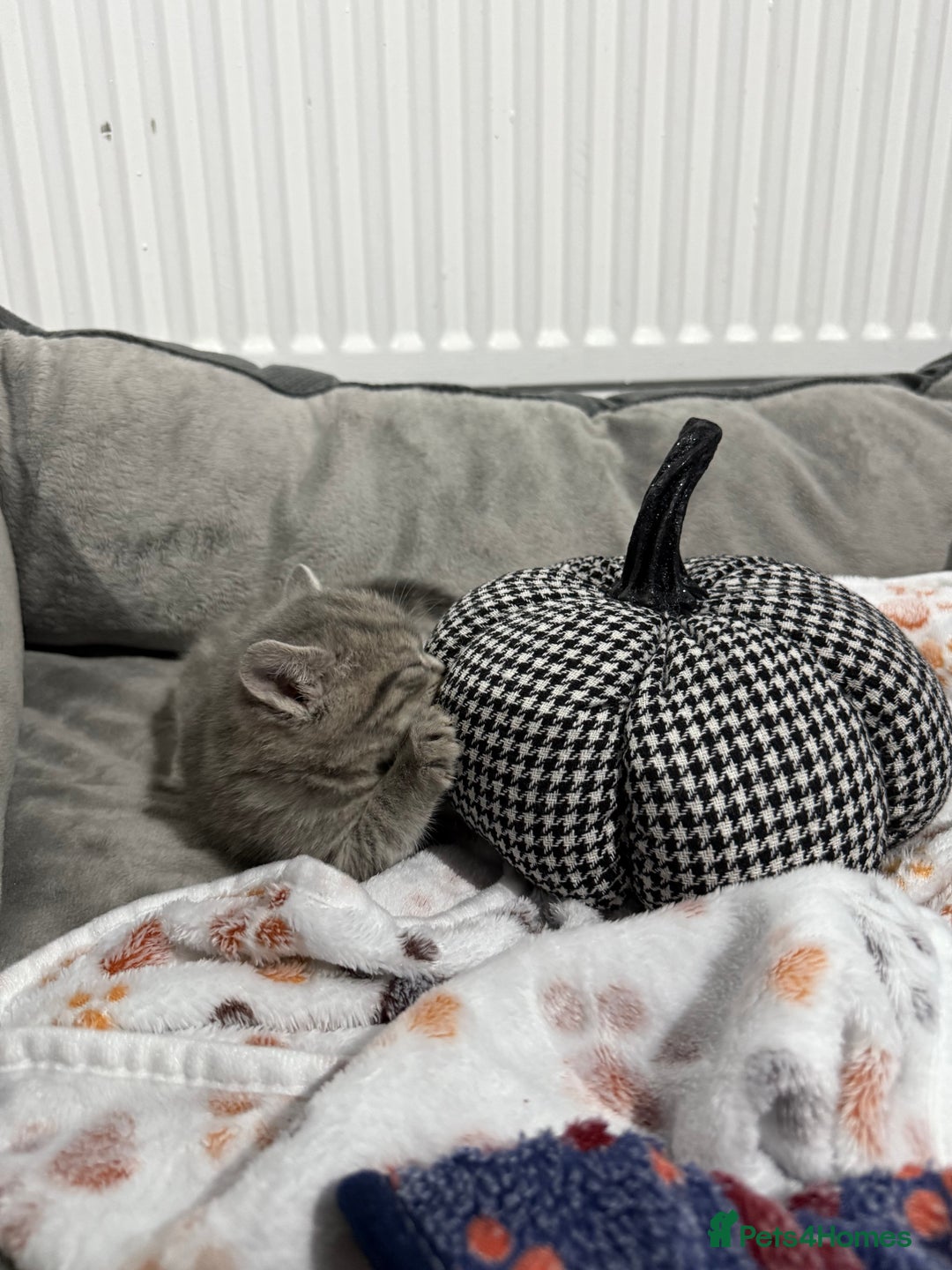 Ragdoll cats for sale: Ragdoll x main coon x British shorthair mix  - Image 21