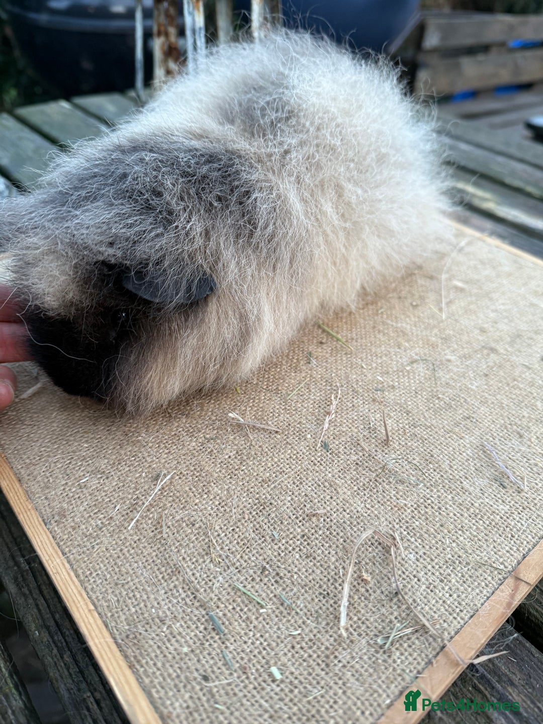 Guinea Pig rodents for sale: Pure bred California & Swiss guineapigs  - Advert 15