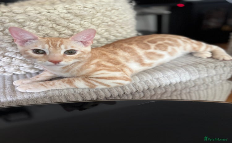 Bengal cats - Advert 14