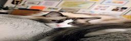 Ragdoll cats for sale: Adult ragdoll male - Advert 1