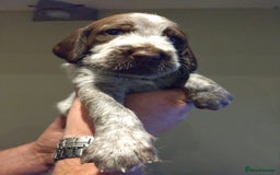 Italian Spinone dogs for sale: A beautiful litter of Italian Spinones  - Image 18