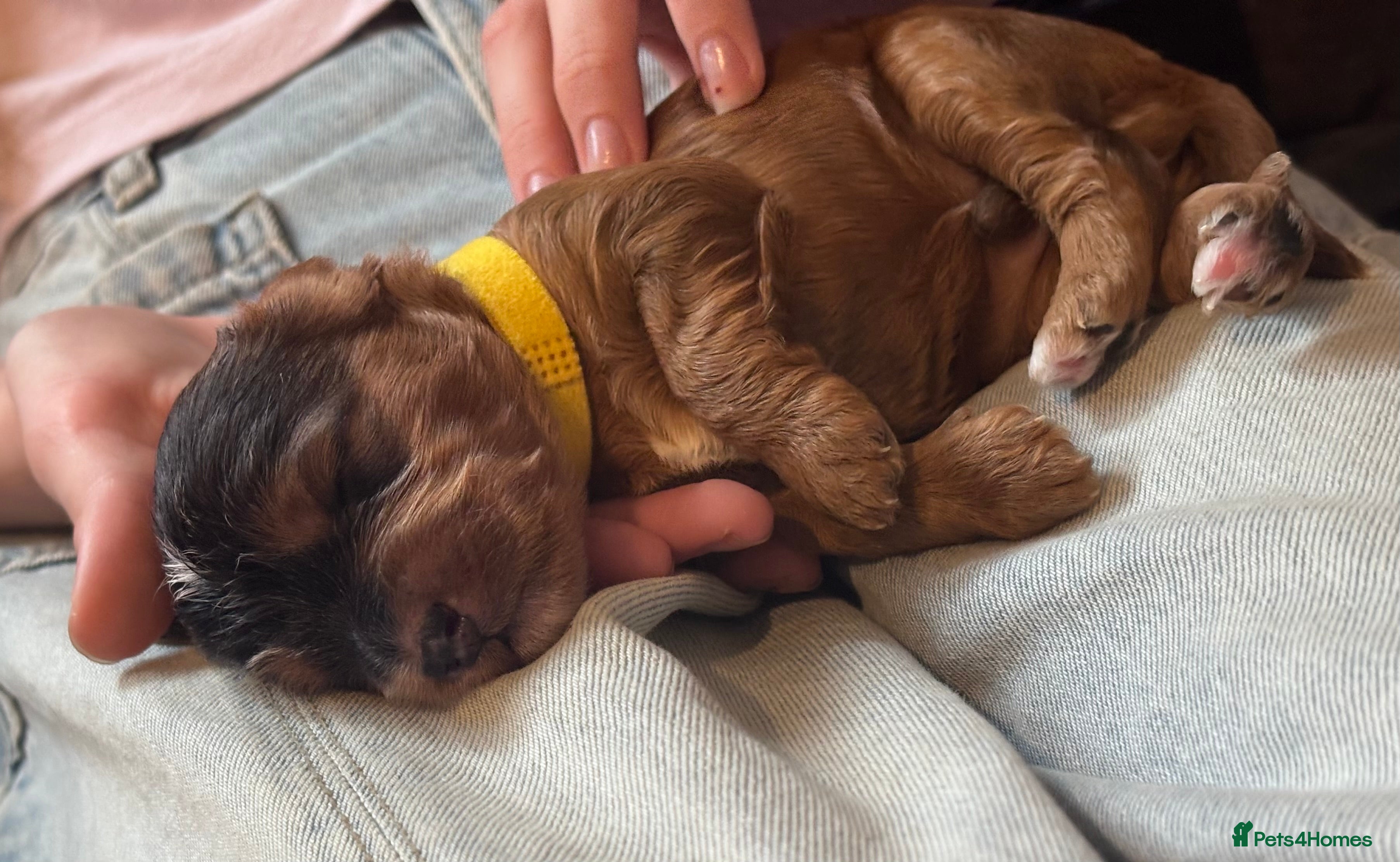 Cockapoo dogs 3 LEFT! Toy F2 Cockapoo Puppies - Poole, VIEW NOW - Advert 2