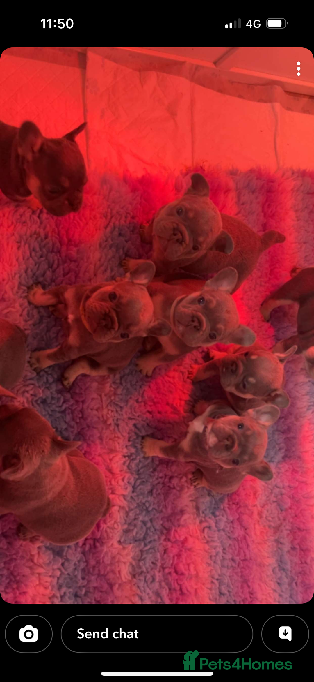 French Bulldog dogs for sale: 2 litters available from Natk9 clinic *JESUS PUPS* - Advert 11